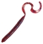 Picture of Zoom Curly Tail Worm - 4''