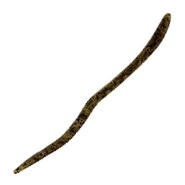 Picture of Bass Pro Shops Flick'n Shimmy Worms
