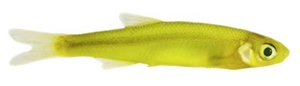 Picture of Magic Emerald Shiner Minnows