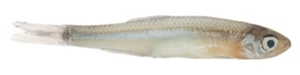 Picture of Magic Emerald Shiner Minnows