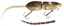 Picture of SPRO BBZ-1 Rat Swimbait