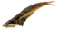 Picture of Magic Preserved Anchovies